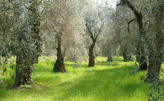 κλιματική αλλαγή
